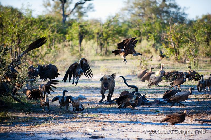 20090617_170005 D3 X1.jpg - Hyena Feeding Frenzy, Part 2.  One of the vutures is brazen enough to get close and take some food.  He is quickly chased away